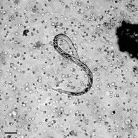 «El prevenlisto», una ayuda siempre&nbsp;actualizada